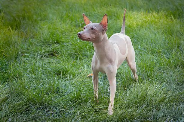 American Hairless Terrier Dog
