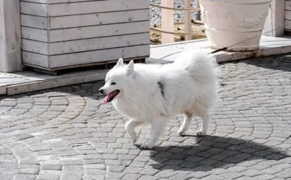 American Eskimo Dog