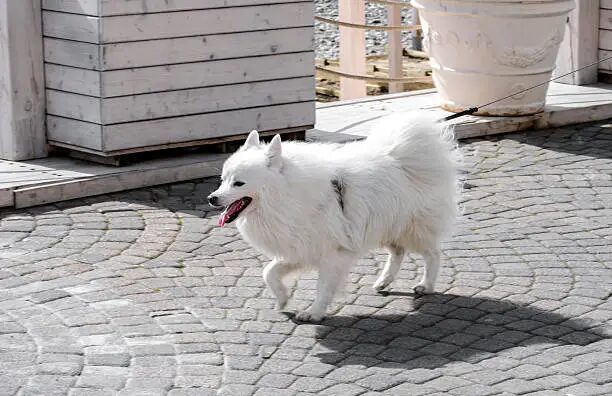American Eskimo Dog