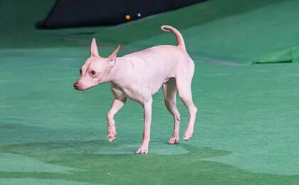 American Hairless Terrier Breeders