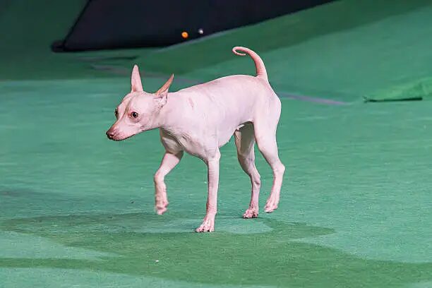 American Hairless Terrier Breeders