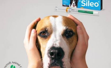 Sileo vs Trazodone for Dogs