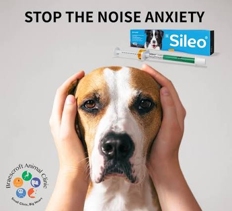 Sileo vs Trazodone for Dogs