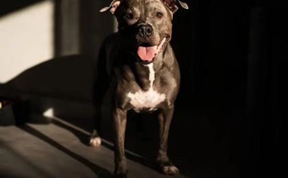 American Pit Bull Terrier