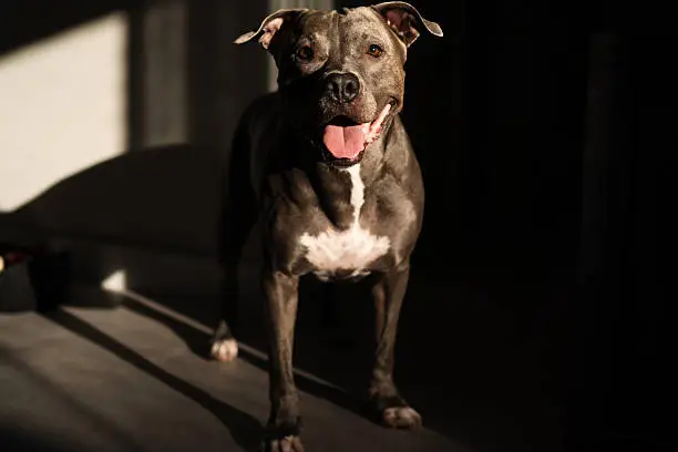 American Pit Bull Terrier