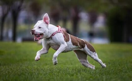 American Staffordshire Terrier