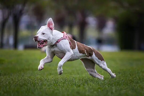 American Staffordshire Terrier