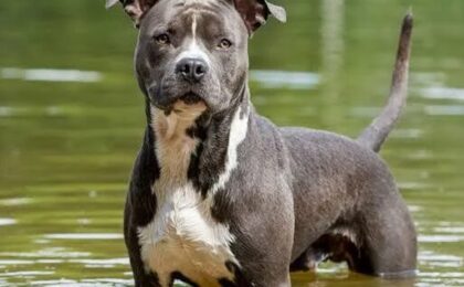 American Staffordshire Terrier Puppy