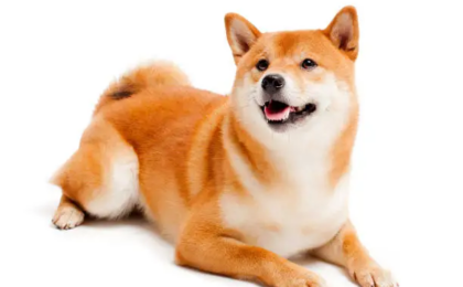 American Akita