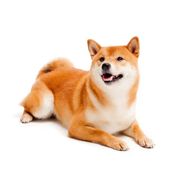 American Akita