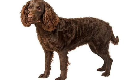 American Water Spaniel