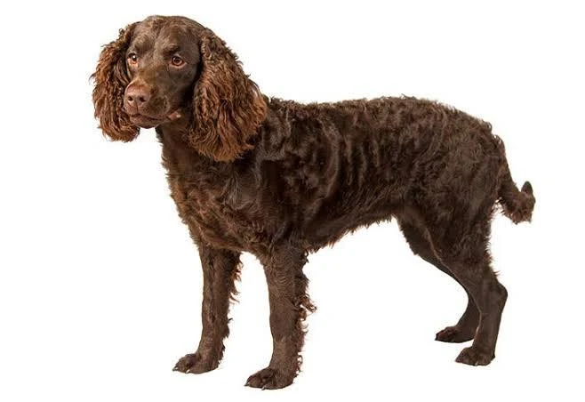 American Water Spaniel