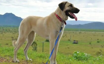 Anatolian Shepherd Dog