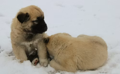 Anatolian Shepherd Puppies