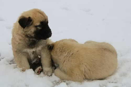 Anatolian Shepherd Puppies