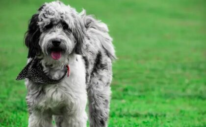 Aussiedoodle