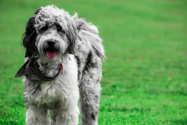 Aussiedoodle Complete Guide to Intelligent Loving Energetic Designer Dog
