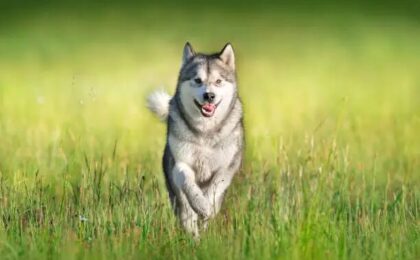 Alaskan Malamute Dog