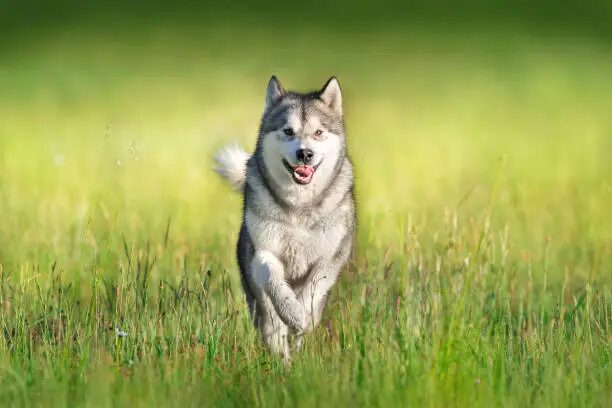 Alaskan Malamute Dog