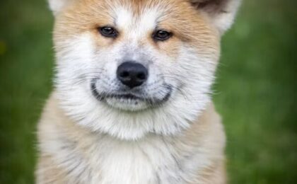 Akita Neru