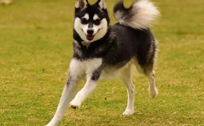 Dogs Alaskan Klee Kai