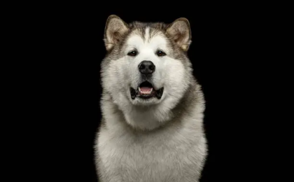 Alaskan Malamute Dog Breed