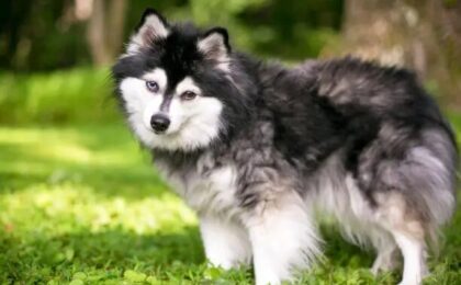 Alaskan Klee Kai Breed