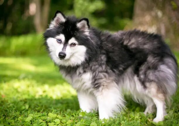 Alaskan Klee Kai Breed