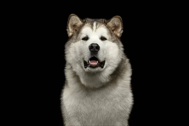 Alaskan Malamute Dog Breed