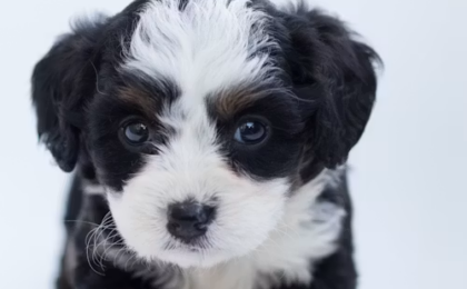 Mini Aussiedoodle Breeder