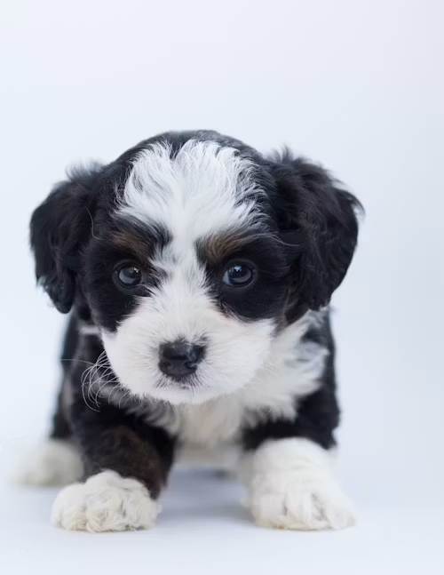 Mini Aussiedoodle Breeder