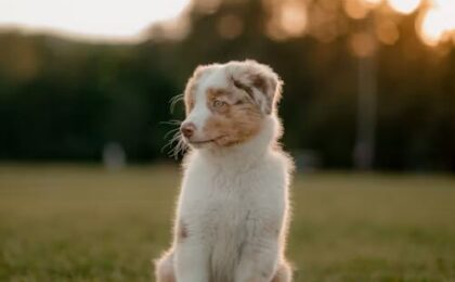 Mini Aussiedoodle Full Grown