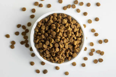 Why Do Dogs Eat Poop of a Cat’s? Causes Risks and How to Stop It?
