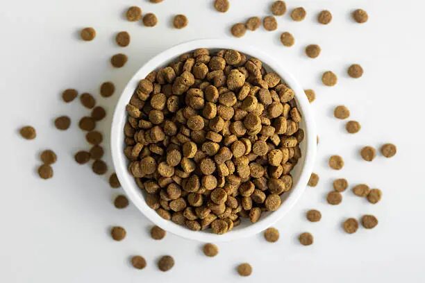 Why Do Dogs Eat Poop of a Cat’s? Causes Risks and How to Stop It?