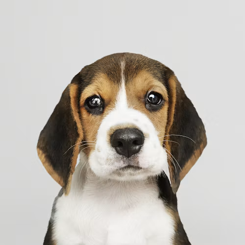 American Foxhound Puppy