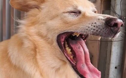 Why Is My Dog Coughing?