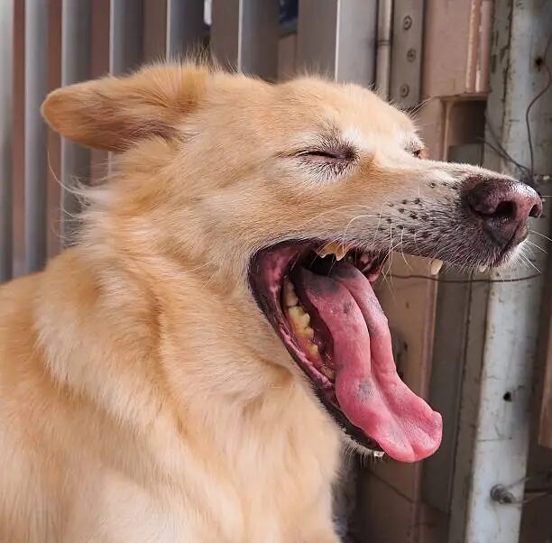 Why Is My Dog Coughing?