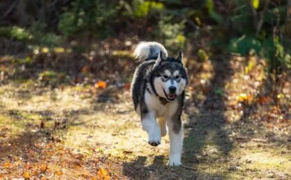 Alaskan Malamute vs Husky