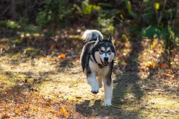 Alaskan Malamute vs Husky
