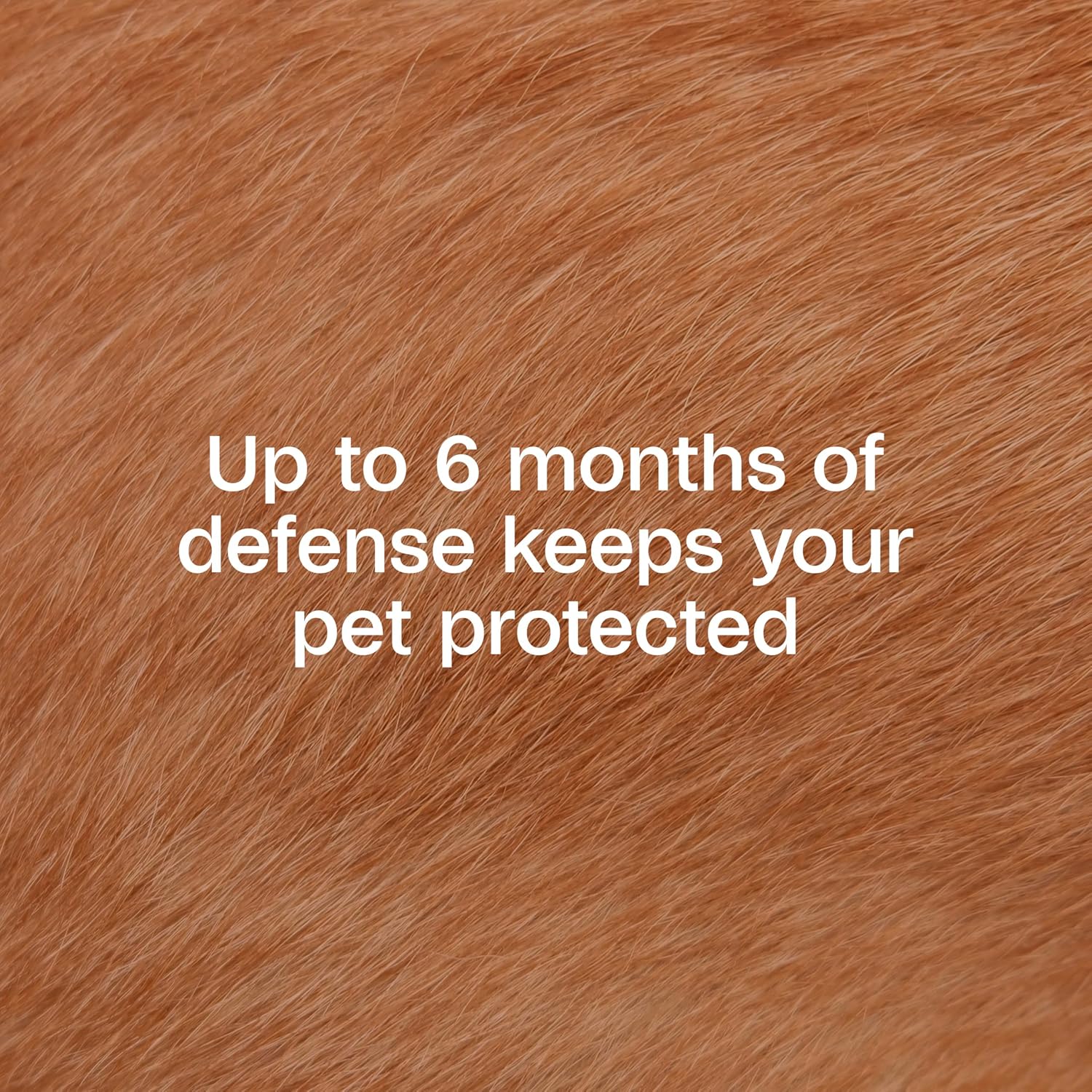 Flea Tick Collar for Dogs Puppies - Image 4