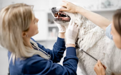 How Much Does a Dog Teeth Cleaning Cost?