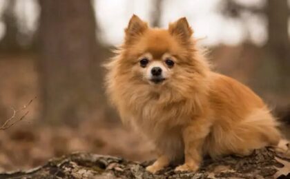 Pomchi Dog
