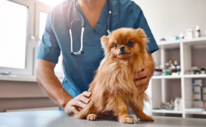 How to Find the Best Dog Wellness Plan?