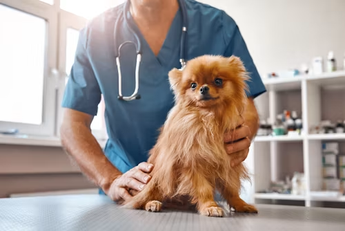 How to Find the Best Dog Wellness Plan?