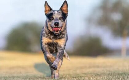 Australian Cattle Dog