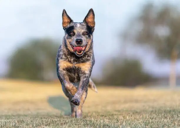 Australian Cattle Dog