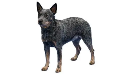Australian Cattle Dog Breeds