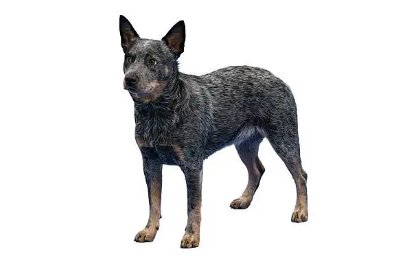 Australian Cattle Dog Breeds