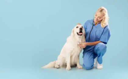 Pet Wellness Exams You Need to Know About Routine Veterinary Checkups