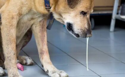 How to Induce Dog Vomiting Safely